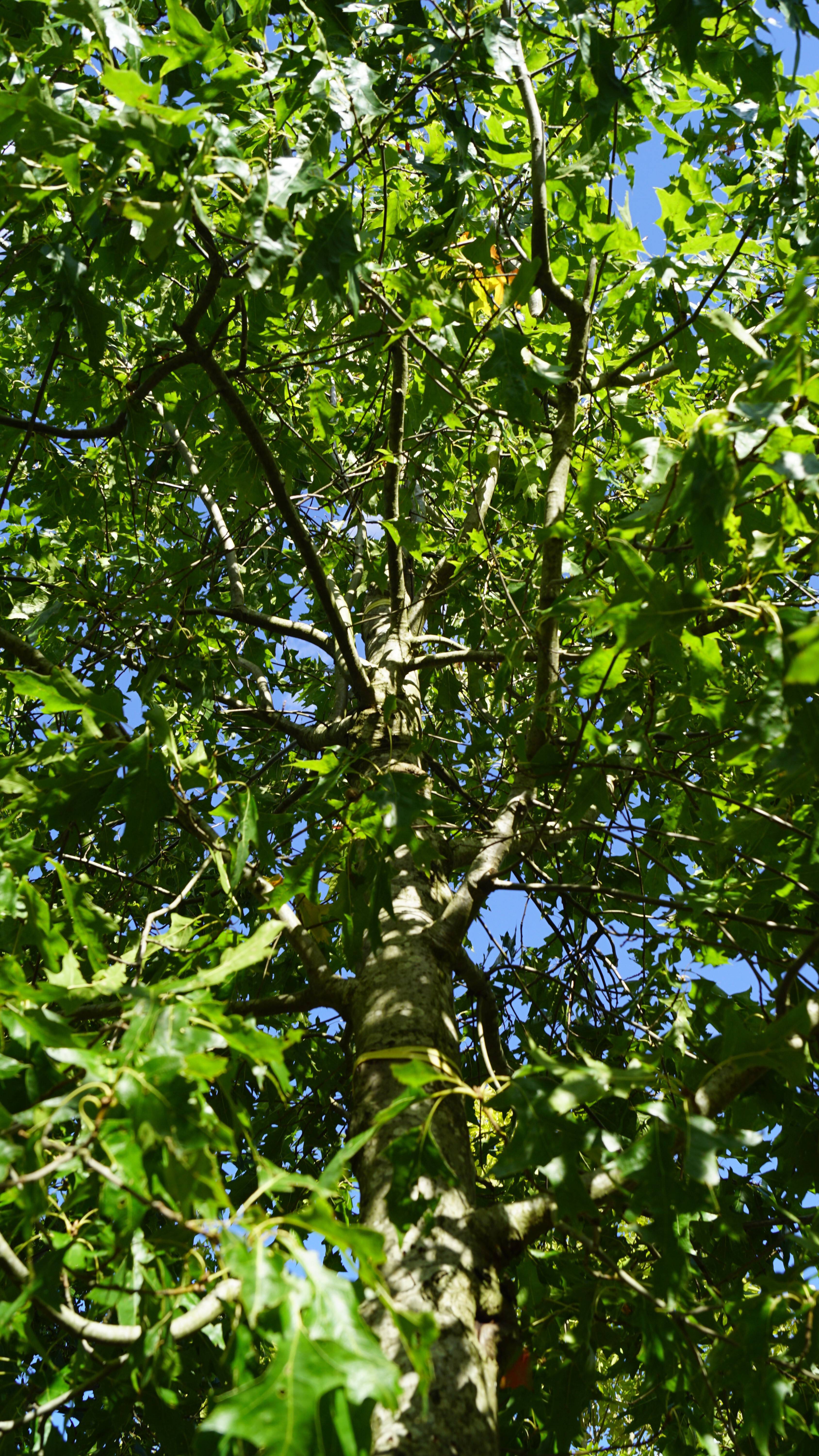 Quercus palustris 'Silhouette' (1)